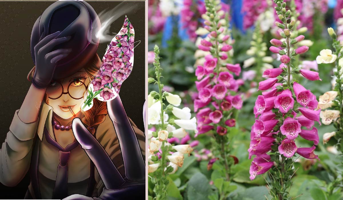 Foxglove Gumshoe